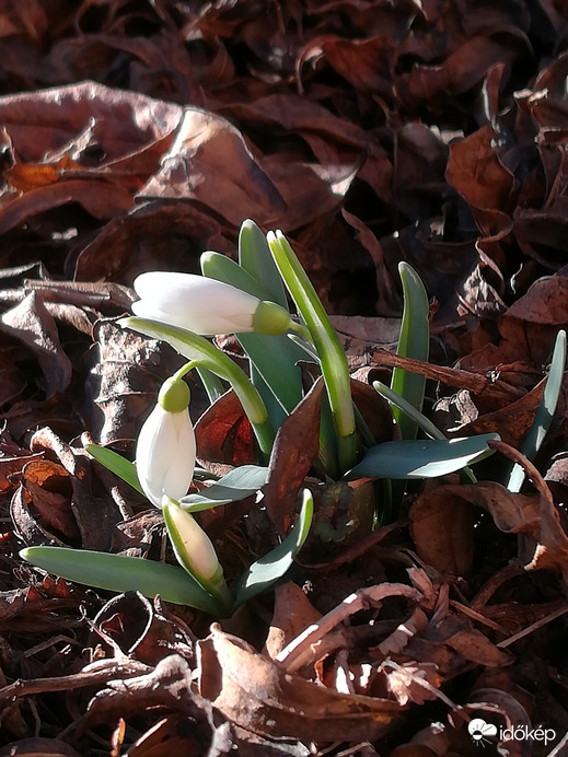 Csak a neve miatt... 