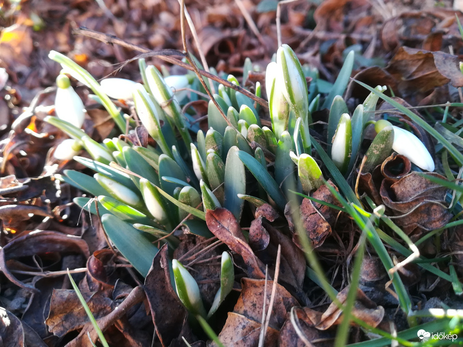 Hamarosan csokor lesz belőle :) 