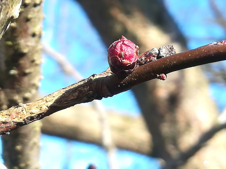Talán még a sárgabarack-kort is megéri 