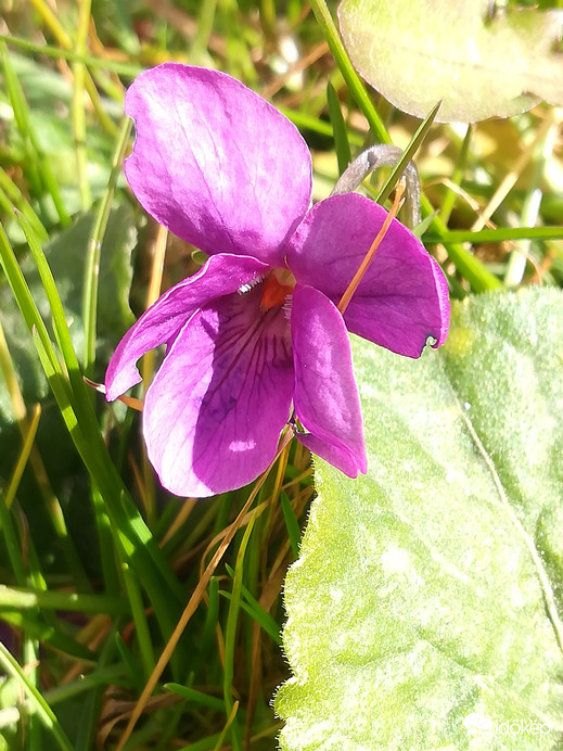 Jó lenne már egy kis eső 