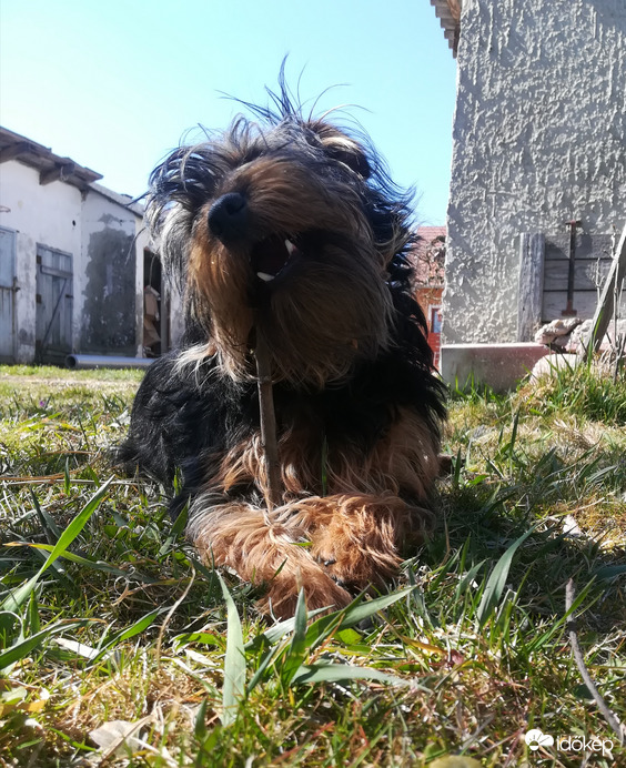 Napsütésben rágódós