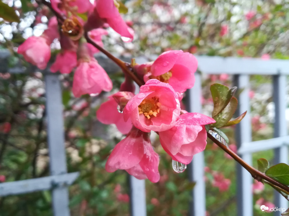 Nálunk csendesen esik