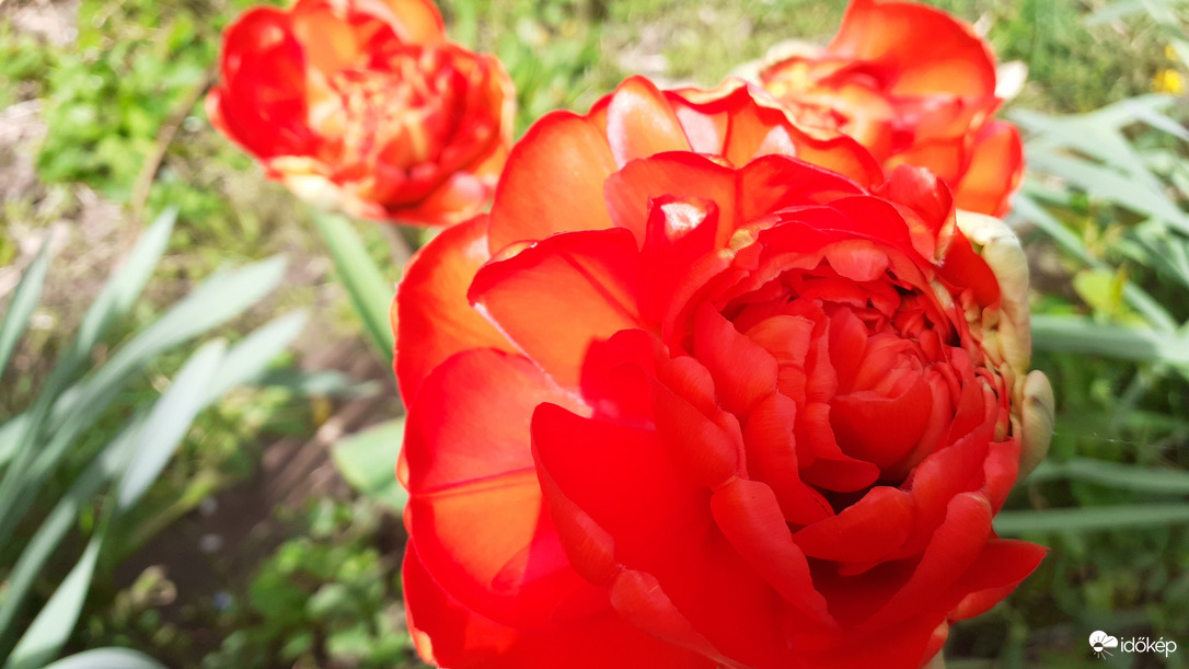 Rétes tulipán