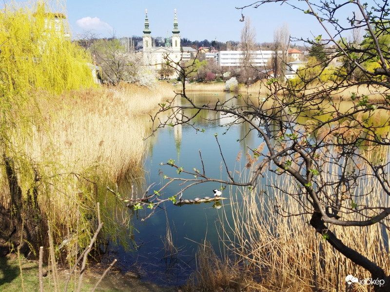 Feneketlen-tó, napozó teknősök.. 