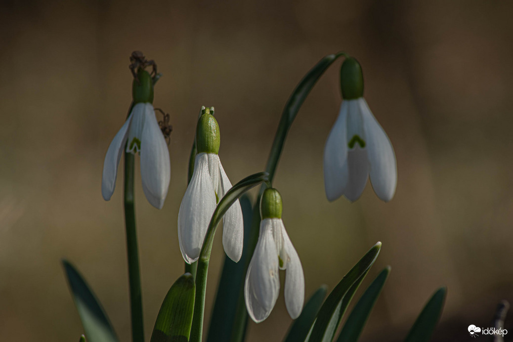A négyfejű sárkány