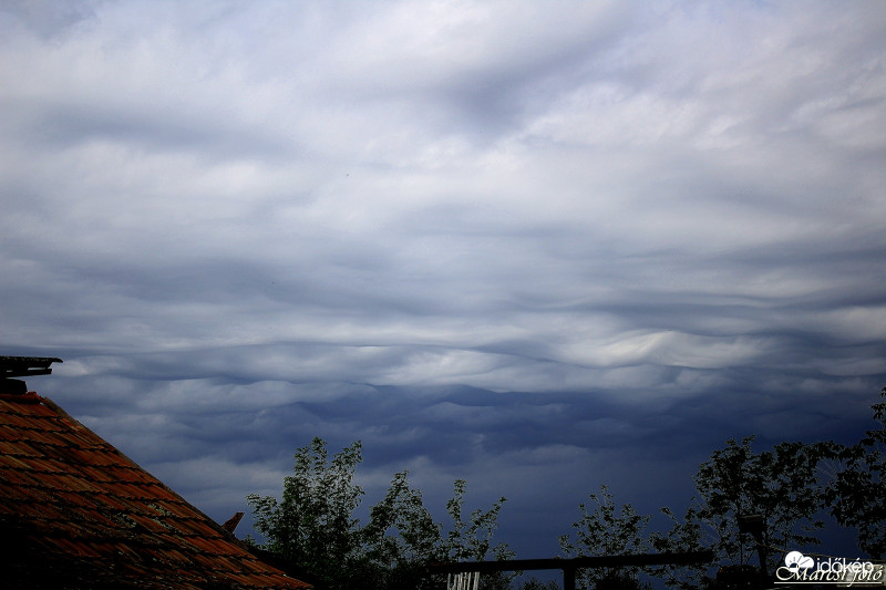 Undulatus asperatus 