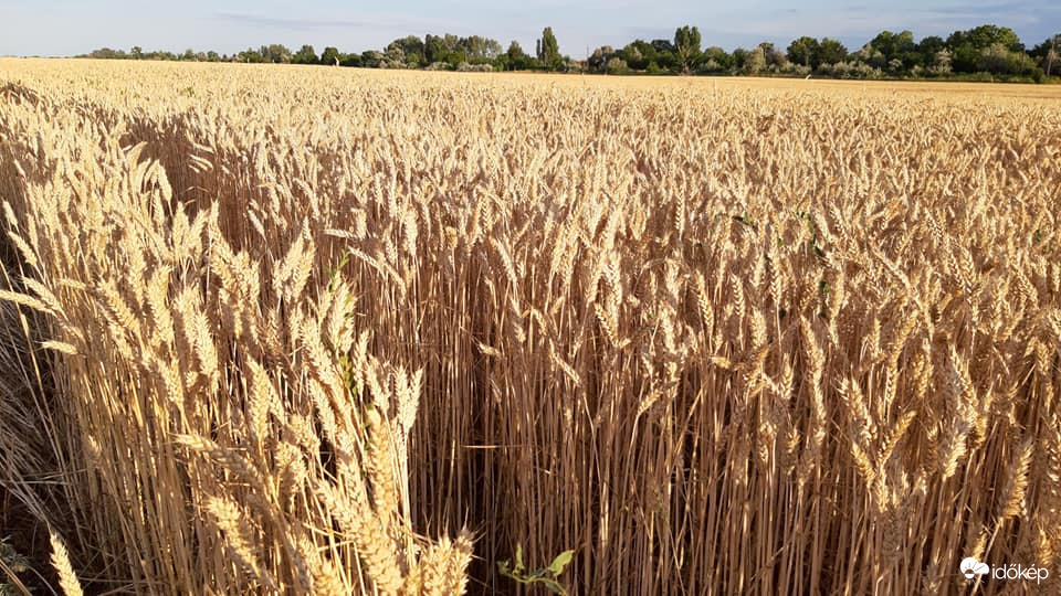 Mindennapi kenyerünk