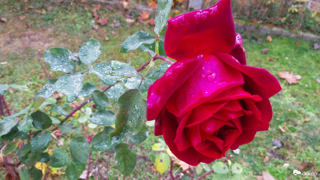 Decemberi rózsa.