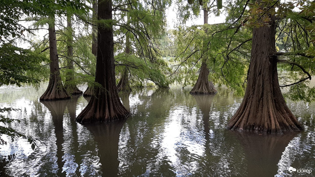 Mocsári ciprusok Szarvason