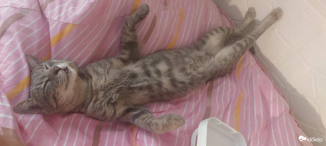 Frici egy kemény éjszaka után.