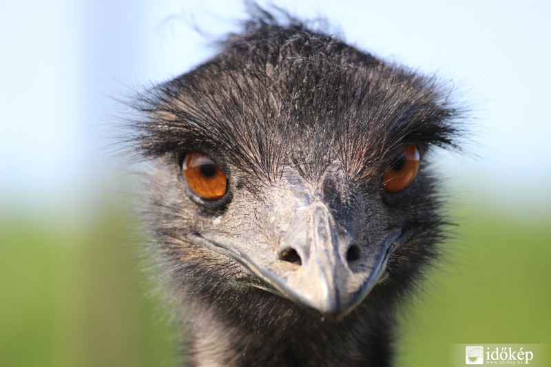 Emu