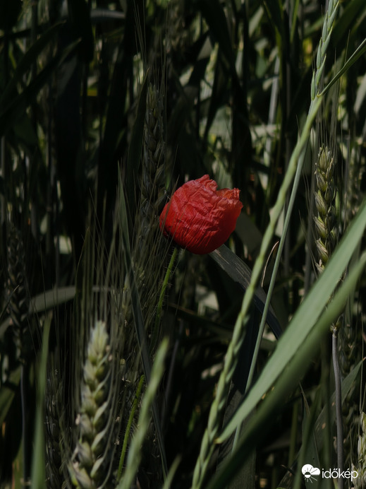 Természet