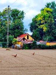 Fácán(ok) a szántásban. :-)