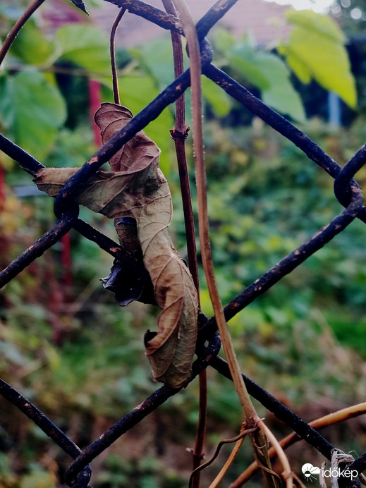 Őszi fényekben fürdő 
