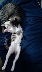 Cica jó dolguk van... :-)