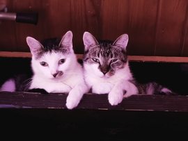 "Egyenfekvés"  :-))