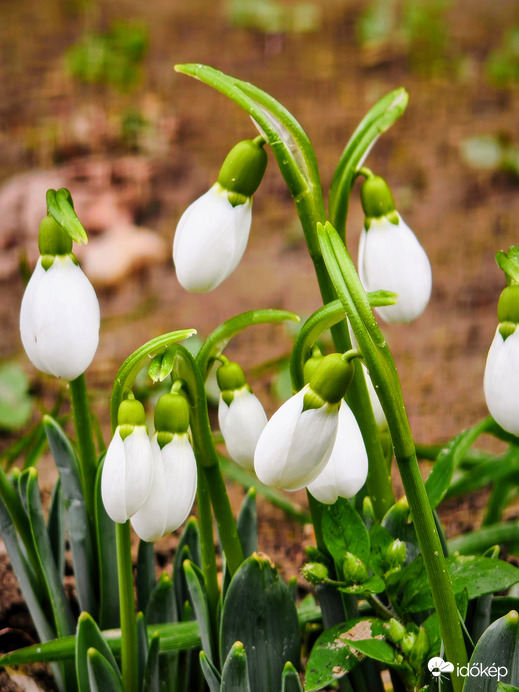 "...már a spájzban vannak ...."