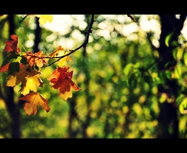 Mesés színekben...