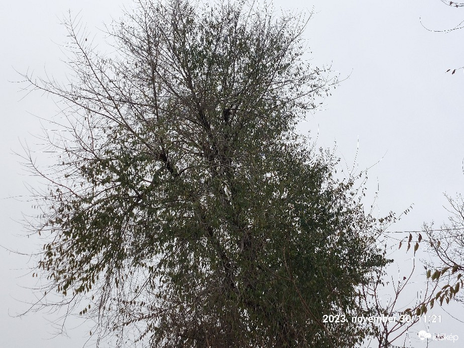 Észlelési fényképek