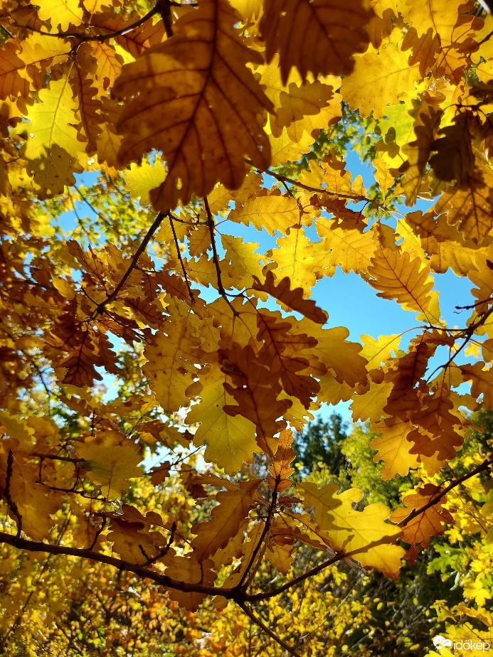 Észlelési fényképek