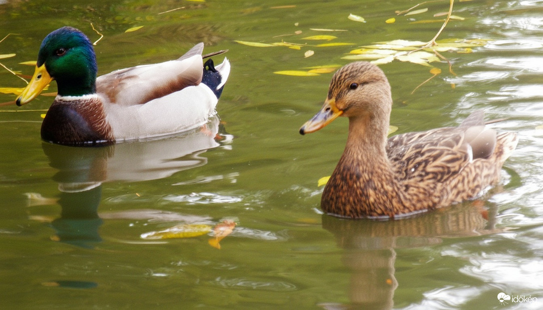 Récék a Felsőtárkányi-tó vizén