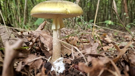 pandah fotója