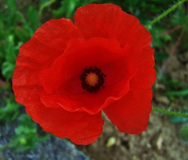 pecztibor fotója