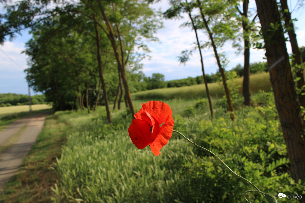 Természet