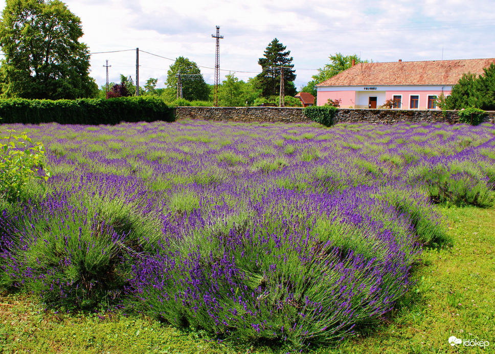 Természet