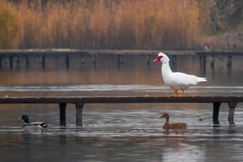 Néma kacsa és tőkés récék