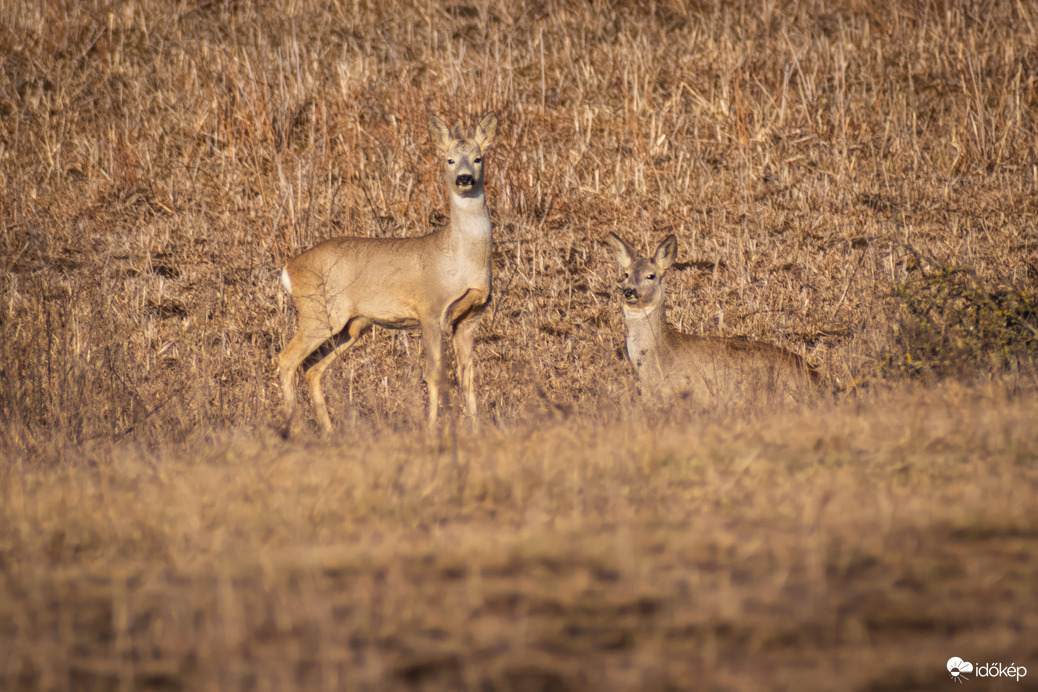 Beleolvadva a pusztába :)