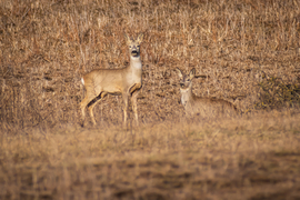 Beleolvadva a pusztába :)