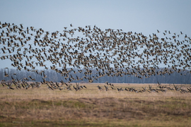 Amikor több száz vadlúd egyszerre emelkedik a levegőbe és erőteljes hangjuk megtöri a puszta csendjét...