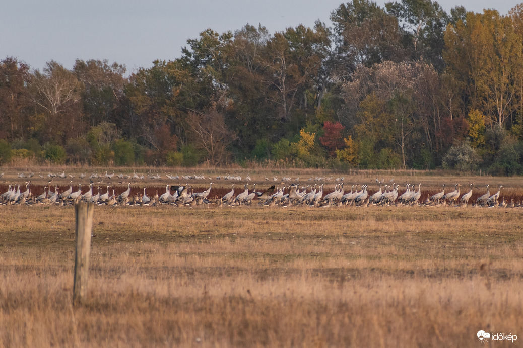 Darvak vadludak társaságában