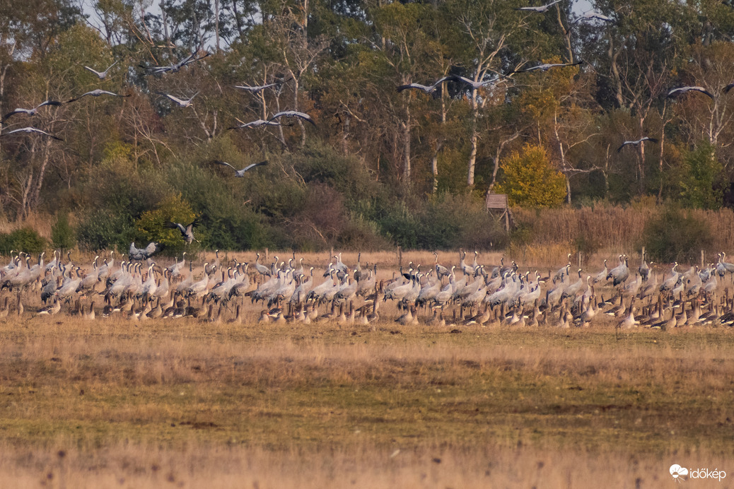 Darvak vadludak társaságában