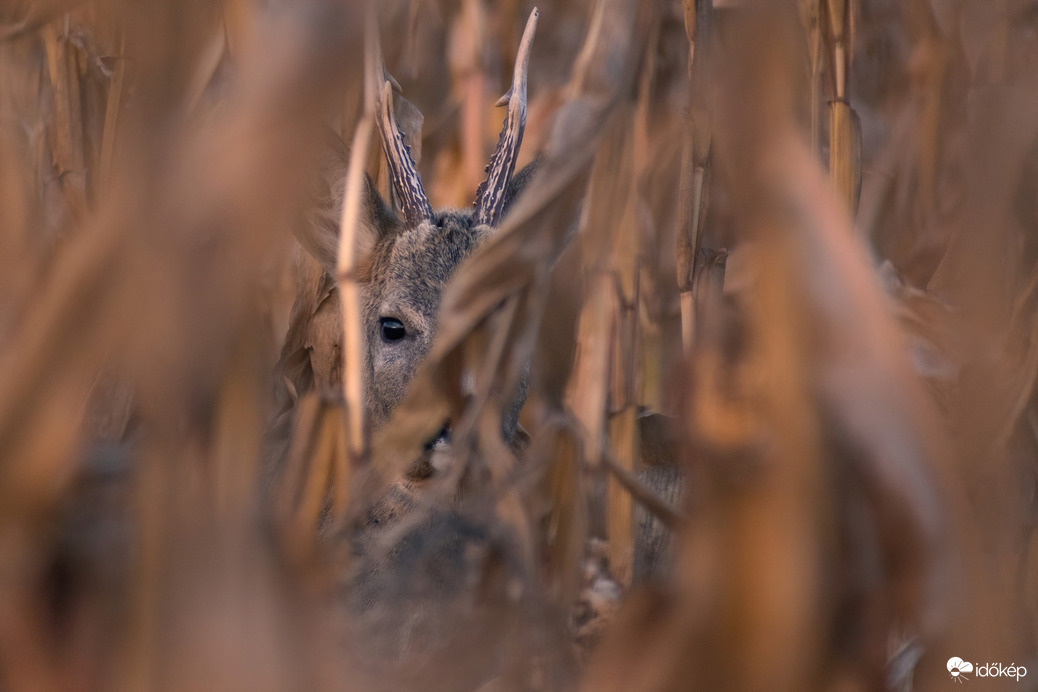 Rejtőzködő őzbak a kukoricásban