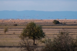 Daruvonulás a távolban