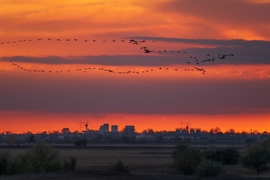 Naplementés daruvonulás Karcag határában