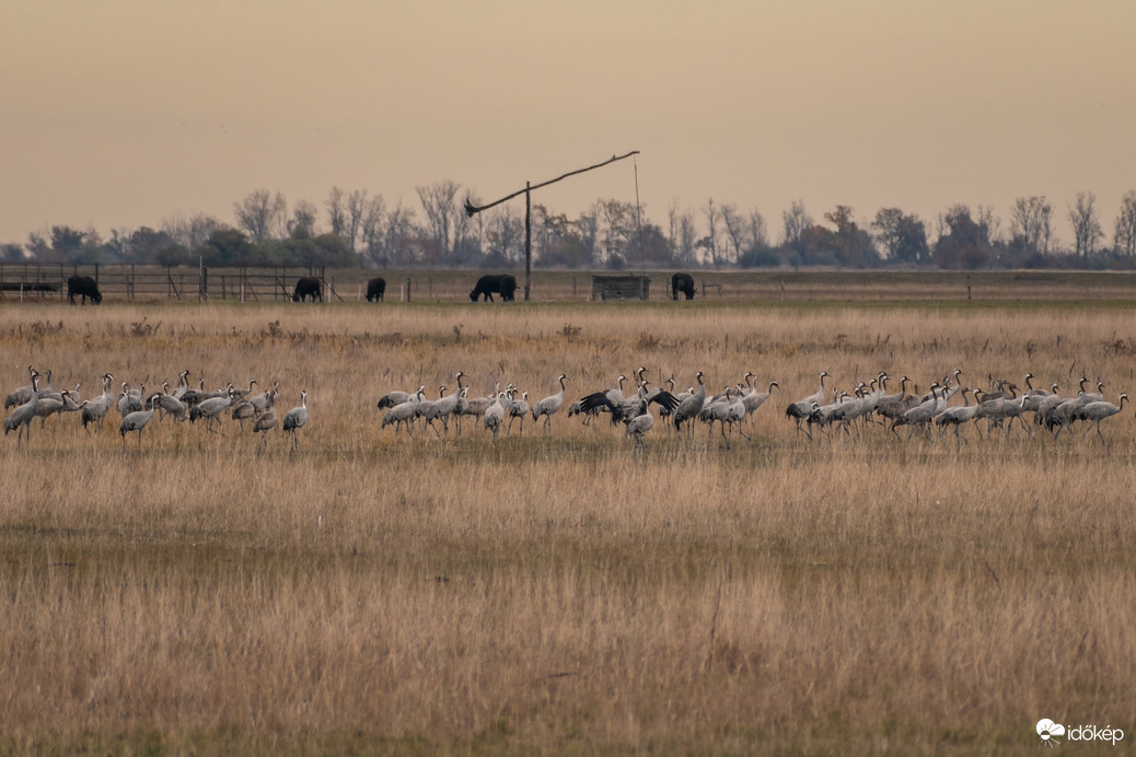 Darvak a hortobágyi pusztán, háttérben bivalyokkal