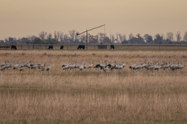 Darvak a hortobágyi pusztán, háttérben bivalyokkal