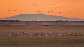 Éjszakázóhelyre érkező darvak és a Mátra :)