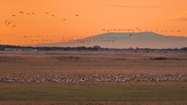 Éjszakázóhelyre érkező darvak és a Mátra :)