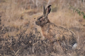 Meditáló mezei nyúl :)