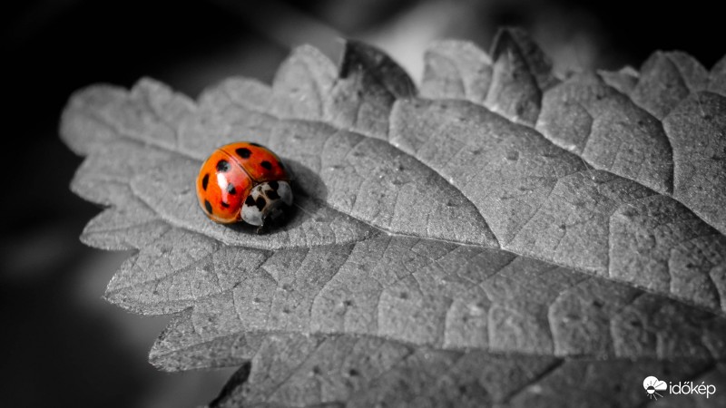 Egy katica szürke hétköznapja