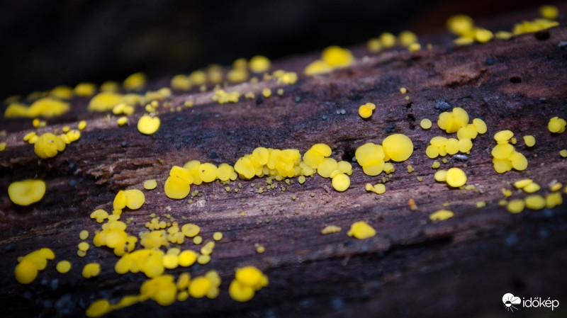 Gomba vagy nem gomba, ez itt a kérdés