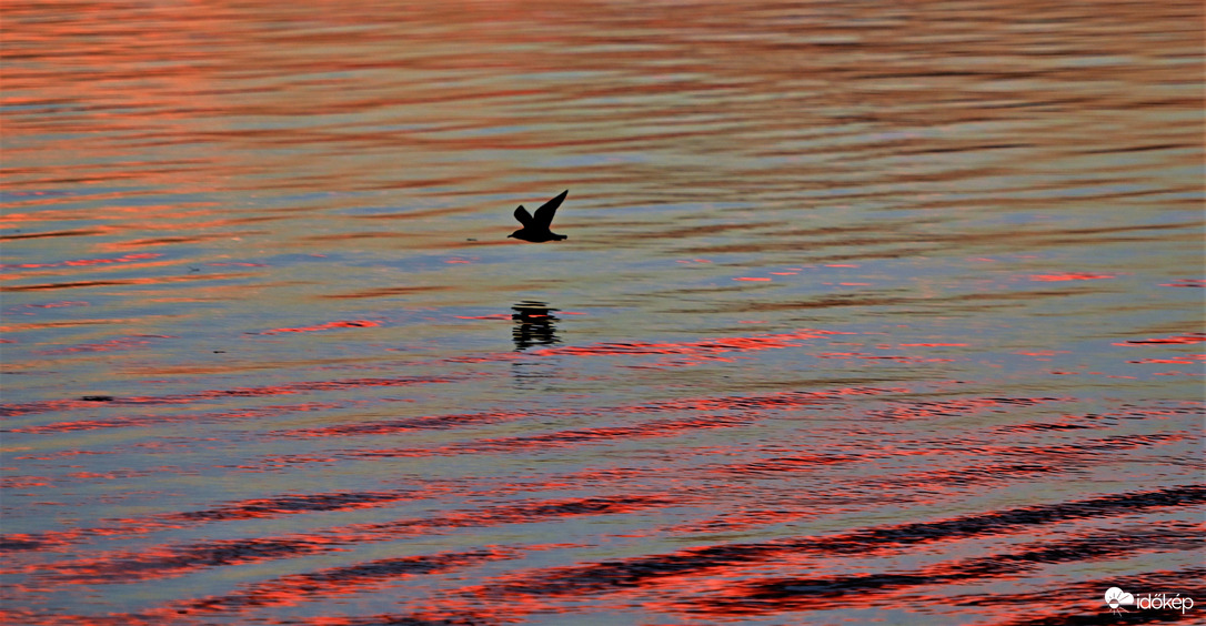 Tűz a vízen + egy sirály