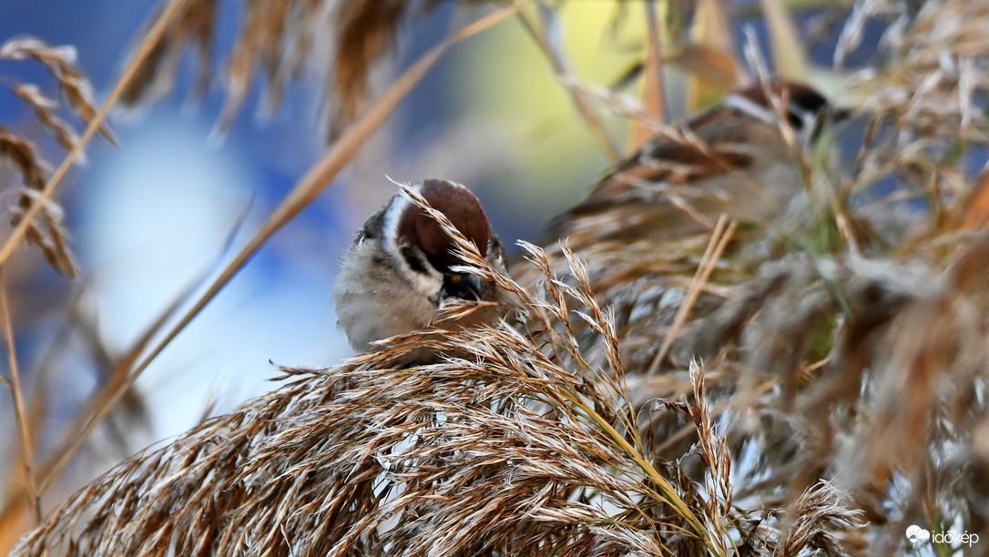 Verebek a nádasban