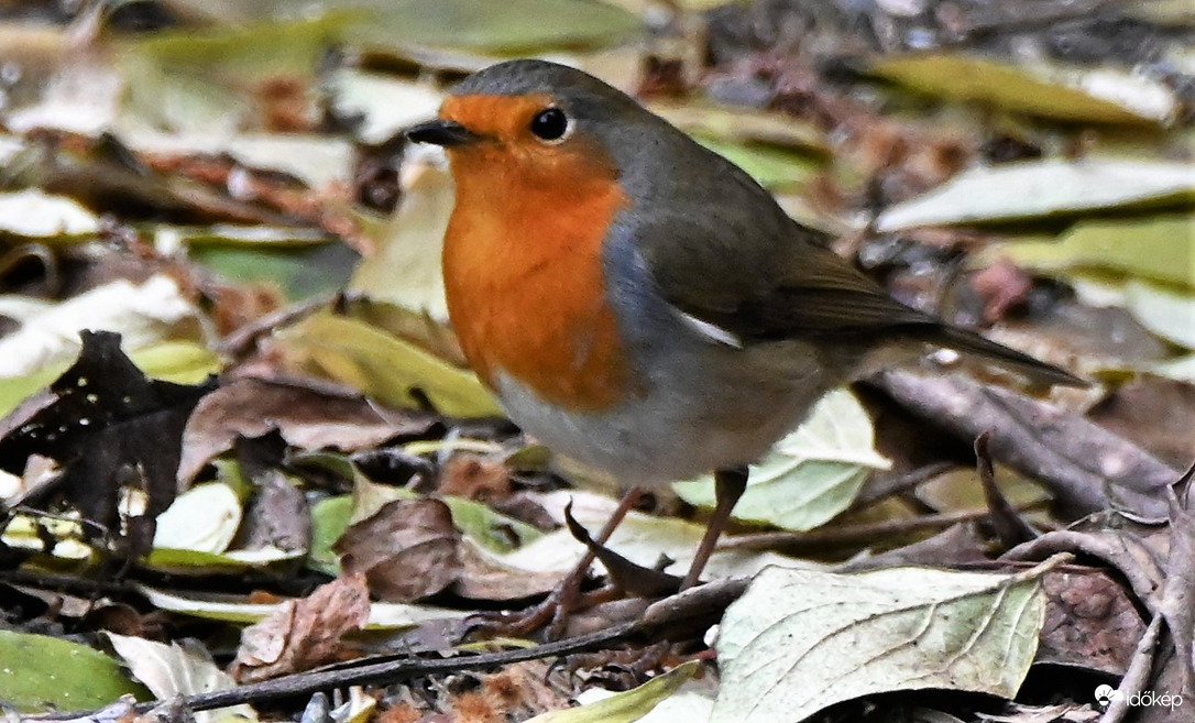 Egy színpompás begy