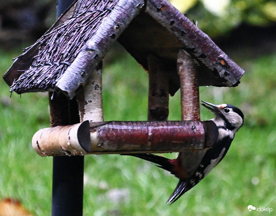 A harkály és a mag