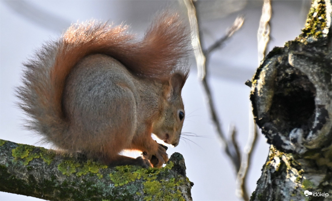 Végül meglett a dió